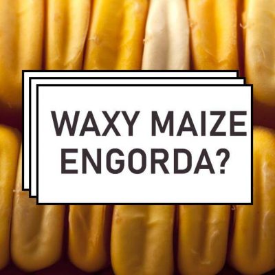 waxy maize engorda