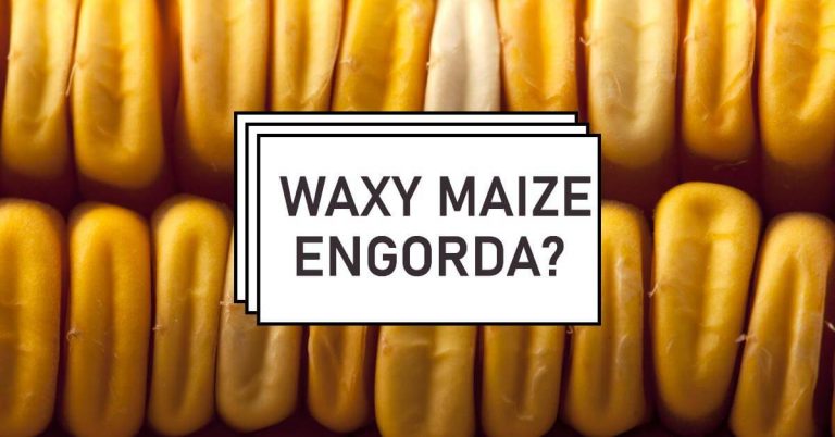 waxy maize engorda